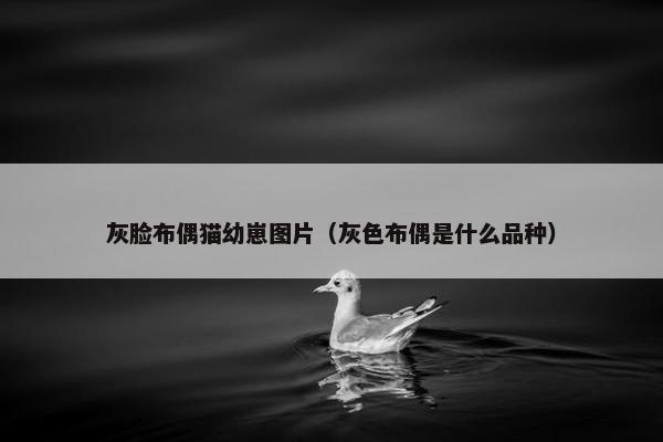 灰脸布偶猫幼崽图片（灰色布偶是什么品种）