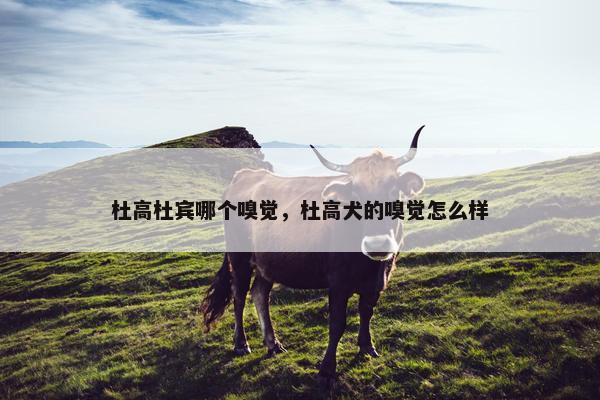 杜高杜宾哪个嗅觉，杜高犬的嗅觉怎么样
