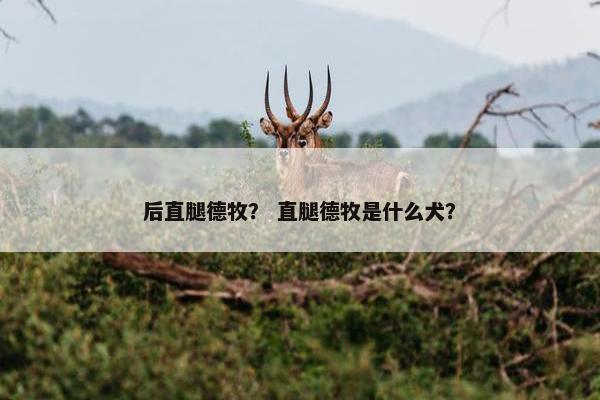 后直腿德牧？ 直腿德牧是什么犬？