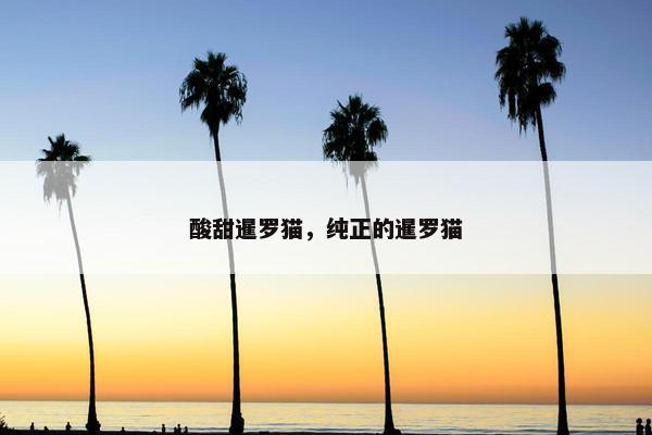 酸甜暹罗猫，纯正的暹罗猫