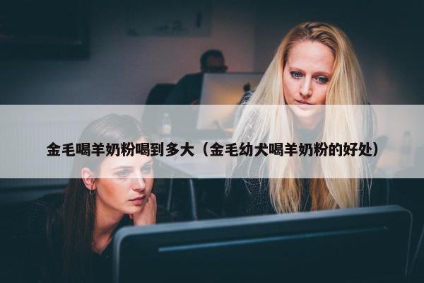 金毛喝羊奶粉喝到多大（金毛幼犬喝羊奶粉的好处）
