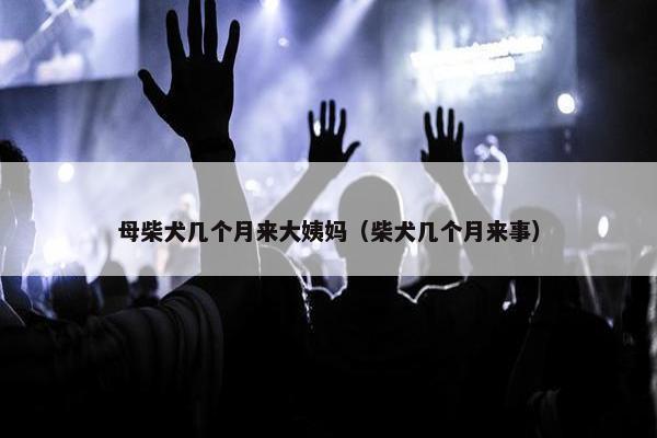母柴犬几个月来大姨妈（柴犬几个月来事）