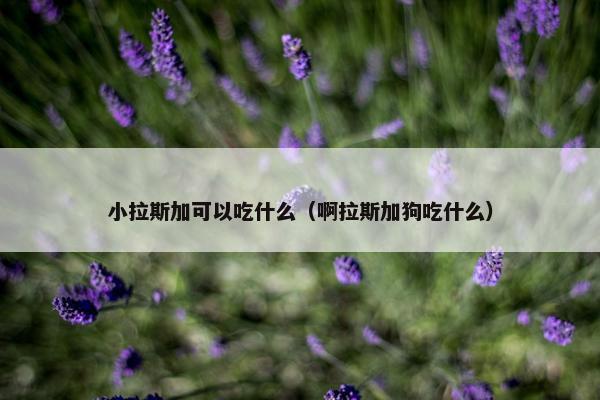 小拉斯加可以吃什么（啊拉斯加狗吃什么）