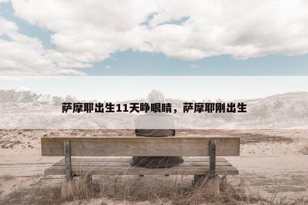 萨摩耶出生11天睁眼睛，萨摩耶刚出生