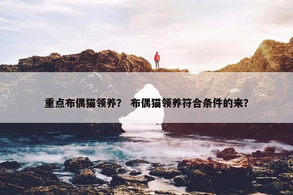 重点布偶猫领养？ 布偶猫领养符合条件的来？