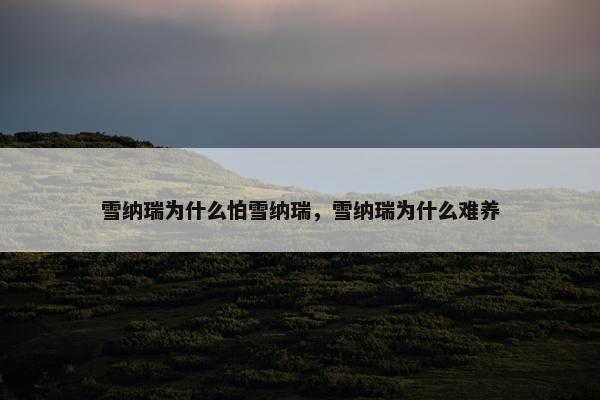 雪纳瑞为什么怕雪纳瑞，雪纳瑞为什么难养