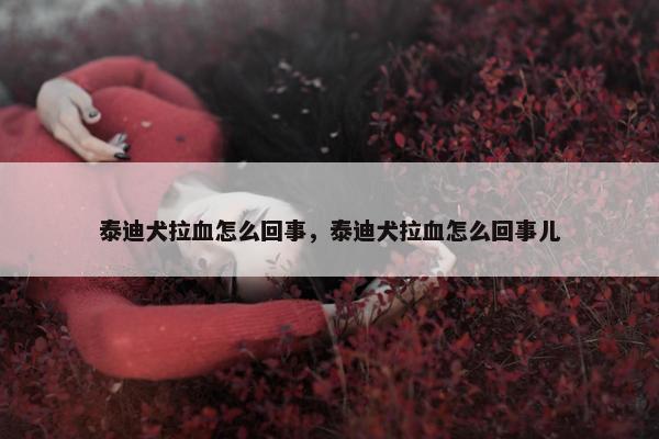 泰迪犬拉血怎么回事，泰迪犬拉血怎么回事儿