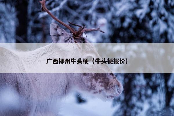 广西柳州牛头梗（牛头梗报价）