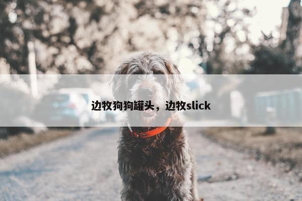 边牧狗狗罐头，边牧slick