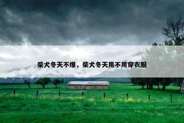 柴犬冬天不爆，柴犬冬天用不用穿衣服