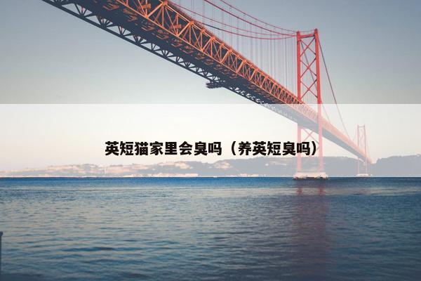 英短猫家里会臭吗（养英短臭吗）