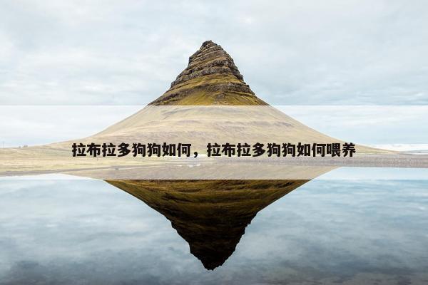 拉布拉多狗狗如何，拉布拉多狗狗如何喂养