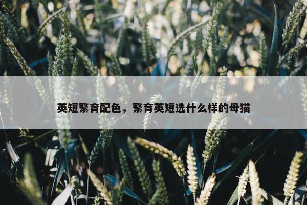 英短繁育配色，繁育英短选什么样的母猫