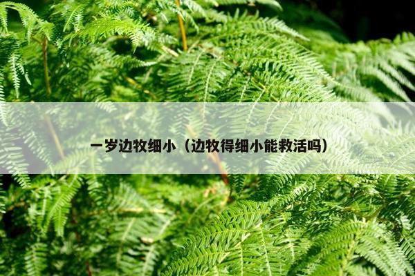 一岁边牧细小（边牧得细小能救活吗）