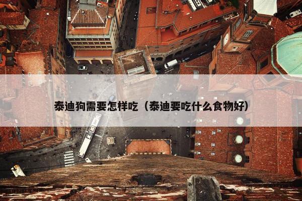 泰迪狗需要怎样吃（泰迪要吃什么食物好）