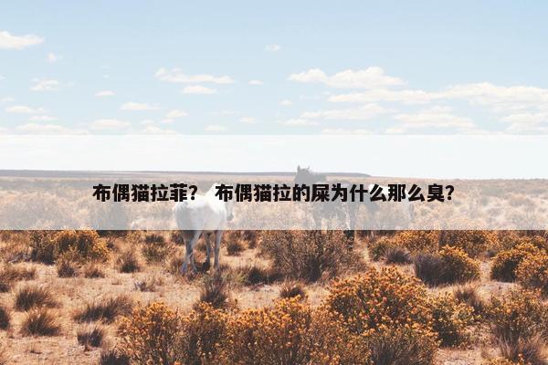 布偶猫拉菲？ 布偶猫拉的屎为什么那么臭？