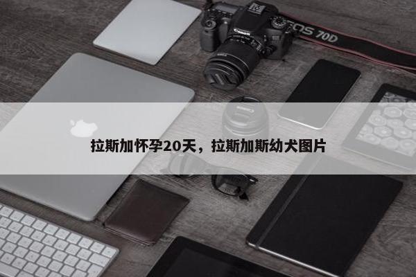 拉斯加怀孕20天，拉斯加斯幼犬图片