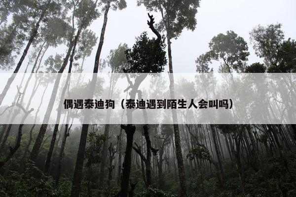偶遇泰迪狗（泰迪遇到陌生人会叫吗）