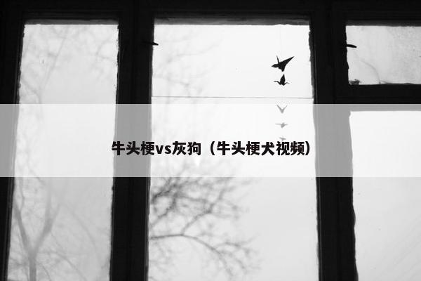 牛头梗vs灰狗（牛头梗犬视频）