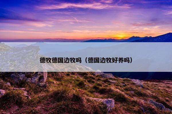 德牧德国边牧吗（德国边牧好养吗）