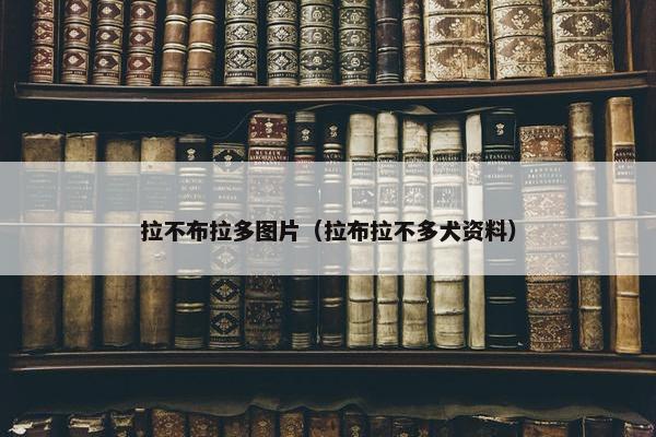 拉不布拉多图片（拉布拉不多犬资料）