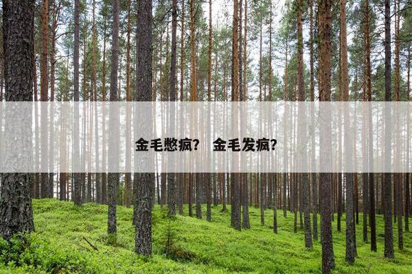 金毛憋疯？ 金毛发疯？