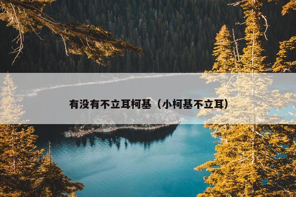 有没有不立耳柯基（小柯基不立耳）