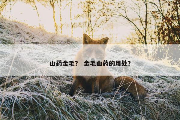 山药金毛？ 金毛山药的用处？