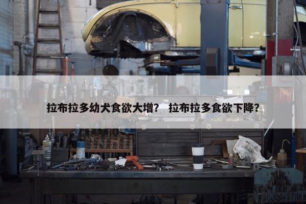 拉布拉多幼犬食欲大增？ 拉布拉多食欲下降？