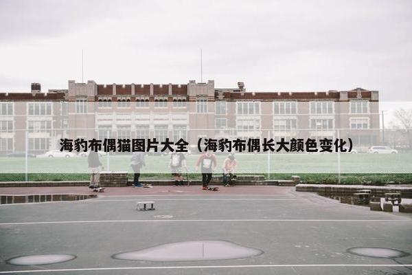 海豹布偶猫图片大全（海豹布偶长大颜色变化）