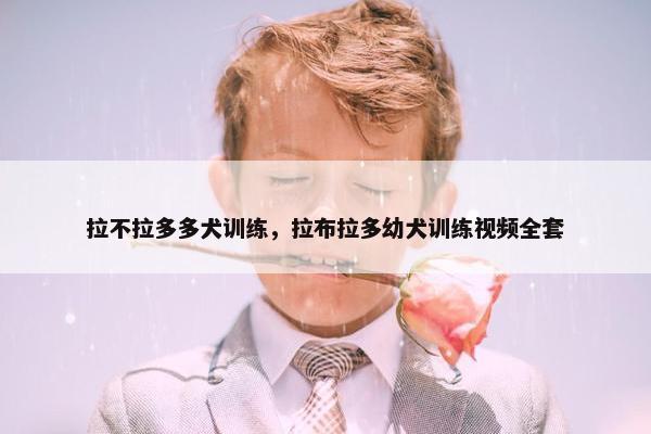 拉不拉多多犬训练，拉布拉多幼犬训练视频全套
