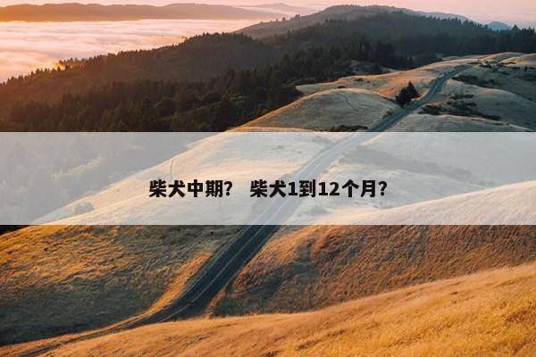柴犬中期？ 柴犬1到12个月？