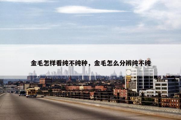 金毛怎样看纯不纯种，金毛怎么分辨纯不纯