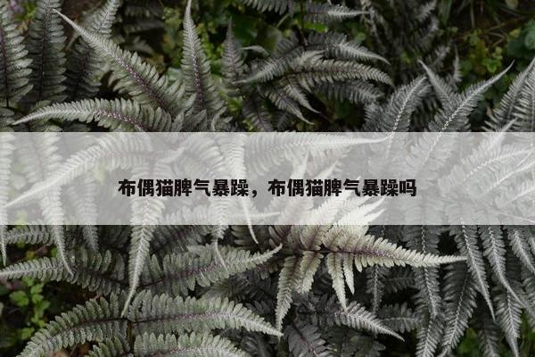 布偶猫脾气暴躁，布偶猫脾气暴躁吗