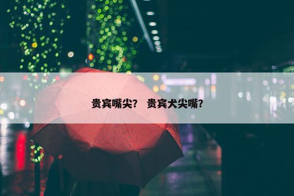 贵宾嘴尖？ 贵宾犬尖嘴？