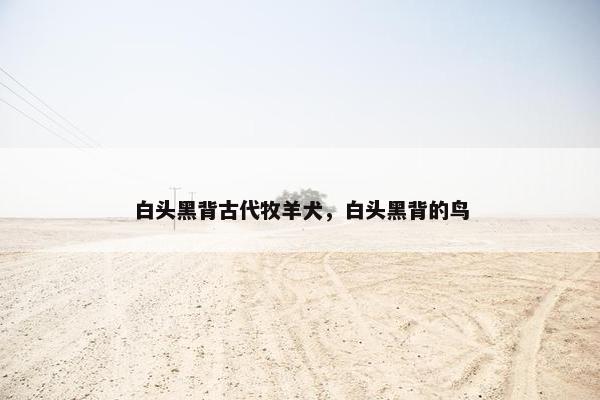 白头黑背古代牧羊犬，白头黑背的鸟