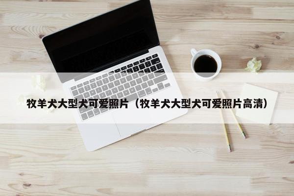 牧羊犬大型犬可爱照片（牧羊犬大型犬可爱照片高清）