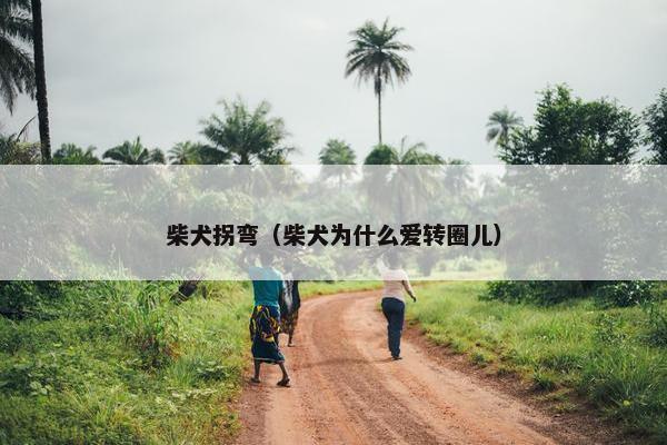 柴犬拐弯（柴犬为什么爱转圈儿）
