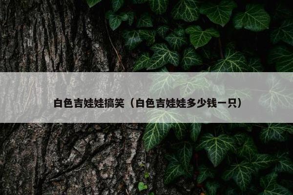 白色吉娃娃搞笑（白色吉娃娃多少钱一只）