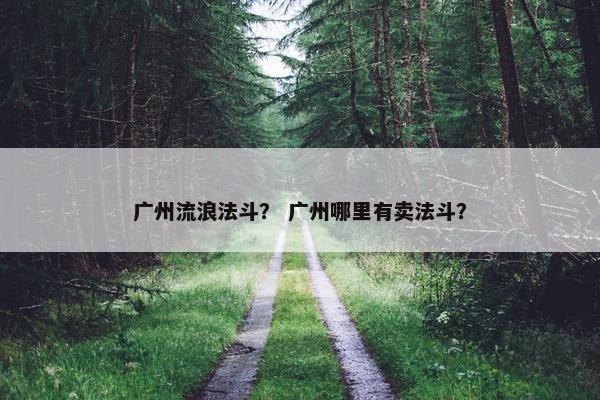 广州流浪法斗？ 广州哪里有卖法斗？