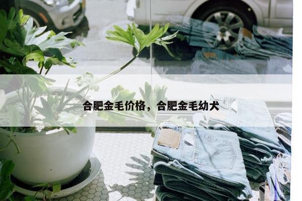 合肥金毛价格，合肥金毛幼犬