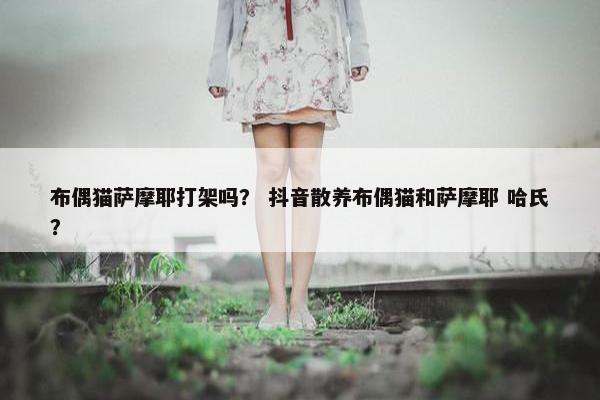 布偶猫萨摩耶打架吗？ 抖音散养布偶猫和萨摩耶 哈氏？