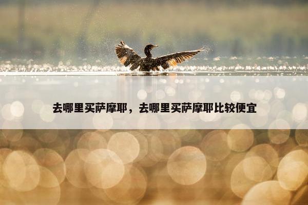 去哪里买萨摩耶，去哪里买萨摩耶比较便宜
