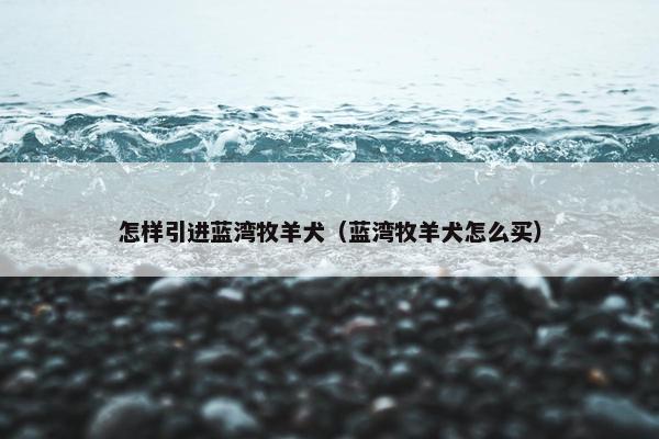 怎样引进蓝湾牧羊犬（蓝湾牧羊犬怎么买）
