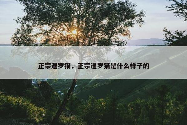 正宗暹罗猫，正宗暹罗猫是什么样子的