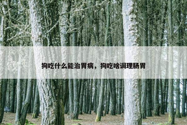 狗吃什么能治胃病，狗吃啥调理肠胃
