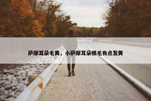 萨摩耳朵毛黄，小萨摩耳朵根毛有点发黄