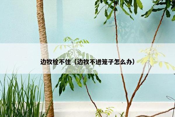 边牧栓不住（边牧不进笼子怎么办）