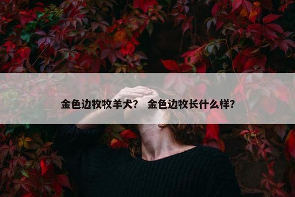 金色边牧牧羊犬？ 金色边牧长什么样？