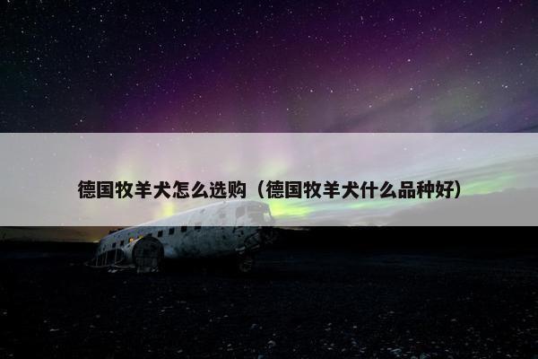 德国牧羊犬怎么选购（德国牧羊犬什么品种好）